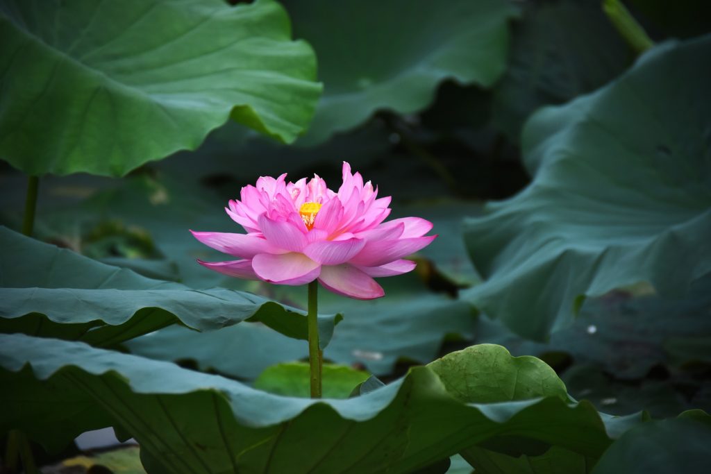 Lotusblume im See, tief verwurzelt sie sich - astrologische Jahresthemen 2022, Jupiter in Fische