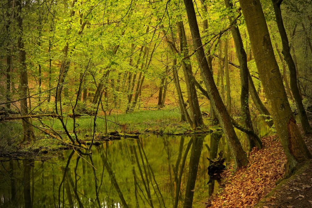 Wald und ein Bach, der durch ihn durchfließt - der innerer Garten in der Anderswelt - darauf verweist Neumond im Stier im April 2020