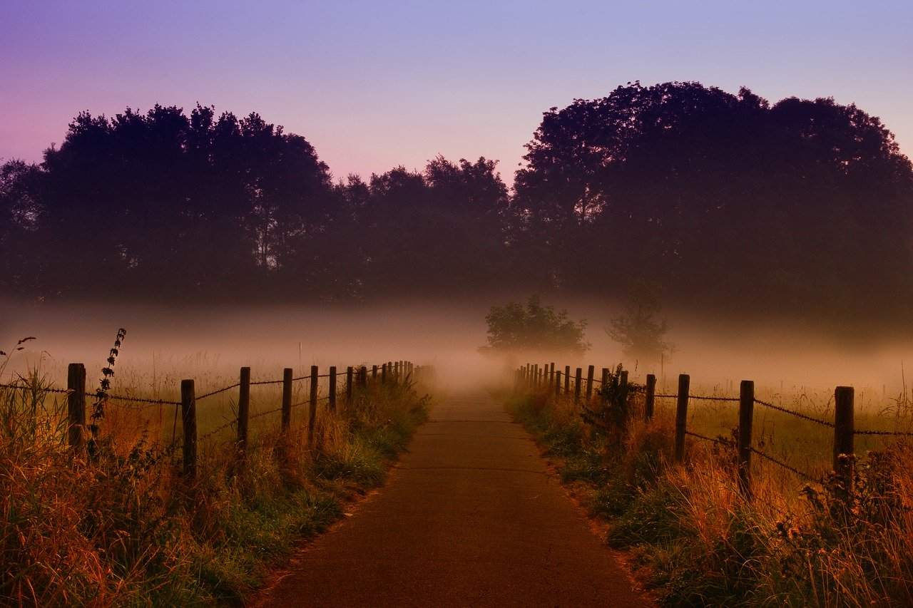 Morgendämmerung und Nebel, ein Weg, der in einen Wald führt zwischen Feldern - August 2020 - Neumond im Löwen