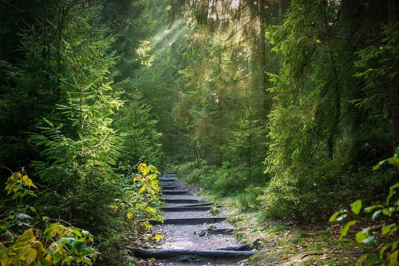 Waldweg mit Treppenstufen aus Holz im Mischwald. 
Luftepoche - für den Wandel brauchen wir Energie, mehr als Sonst