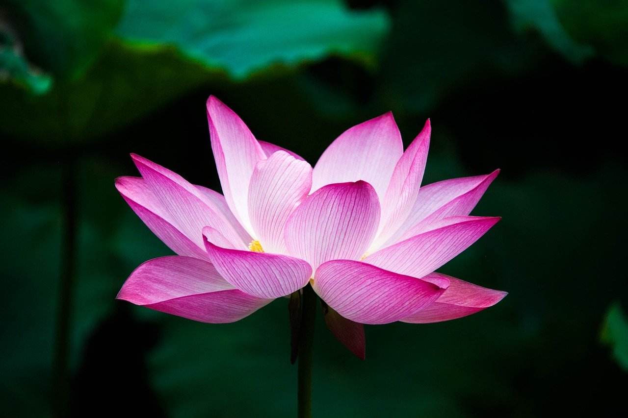 Lotusblüte, strahlendes pink vor dunkelgrün - Wege aus Angst und Hilflosigkeit