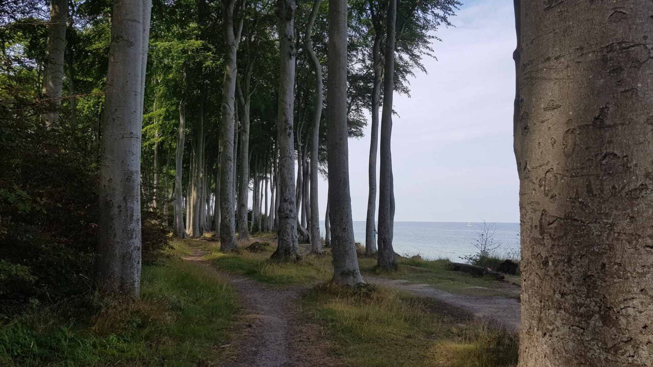 Weg im Wald neben der Ostsee - Wege aus Angst