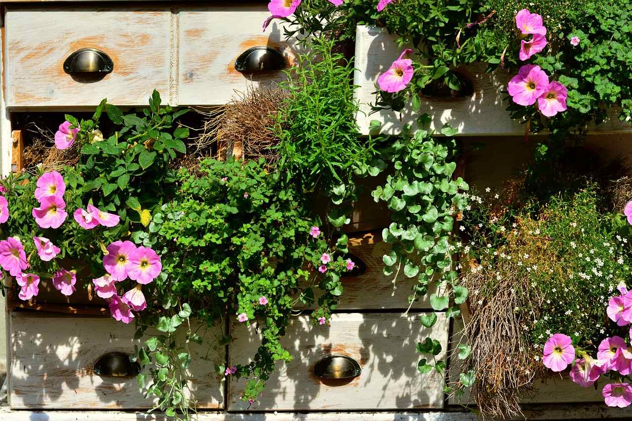 Balkonblumen in Holzkästen, Petunien, rosa Blüten und Hängepflanzen. Vollmond in Schütze Juni 2023