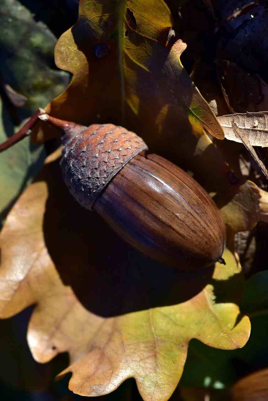 Eichel auf einem braunen Blatt - Samen säen, Wintersonnenwende