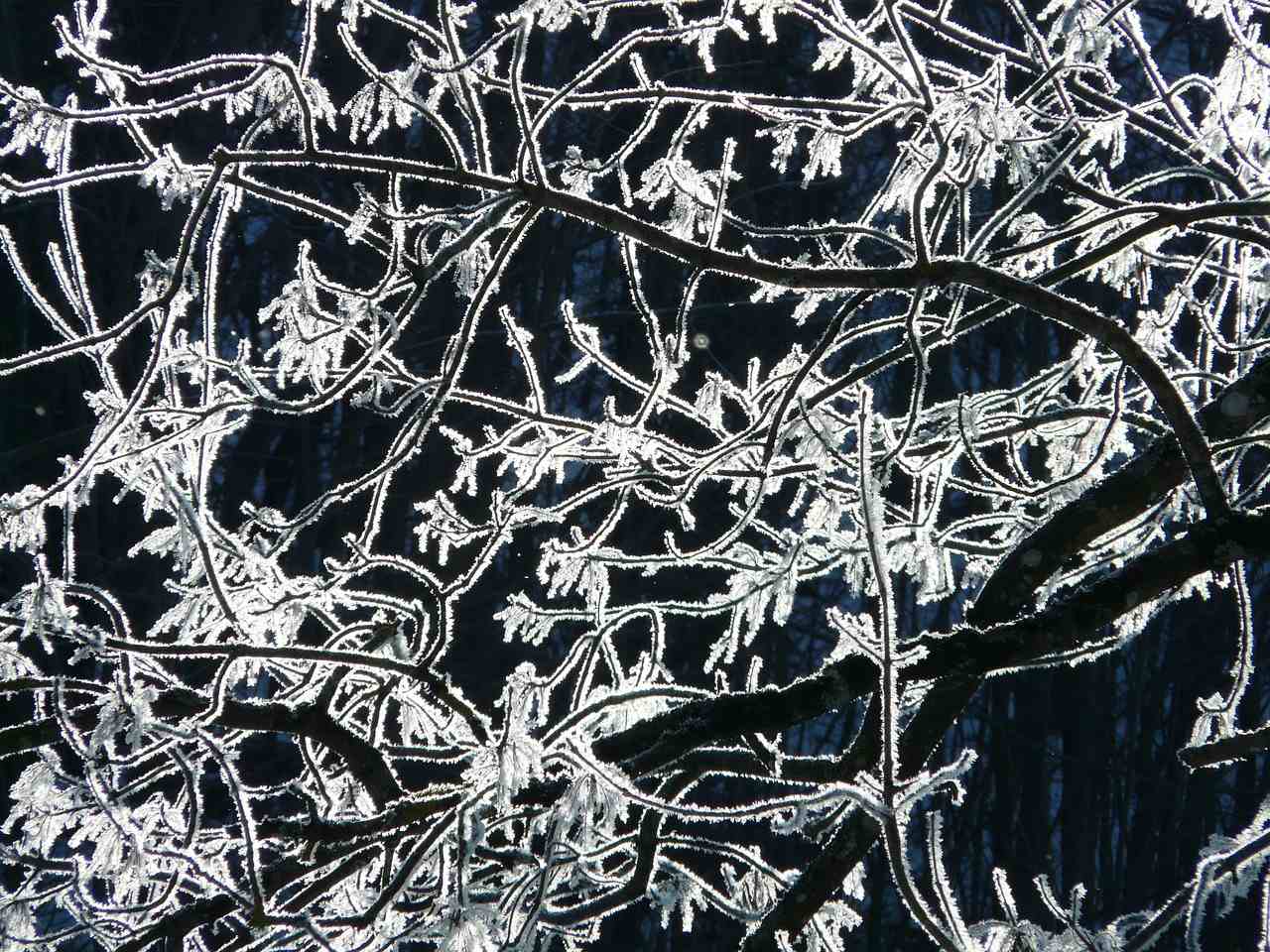 Eiskristalle an Zweigen lassen im Sonnenlicht alles glitzern - Merkur stationär