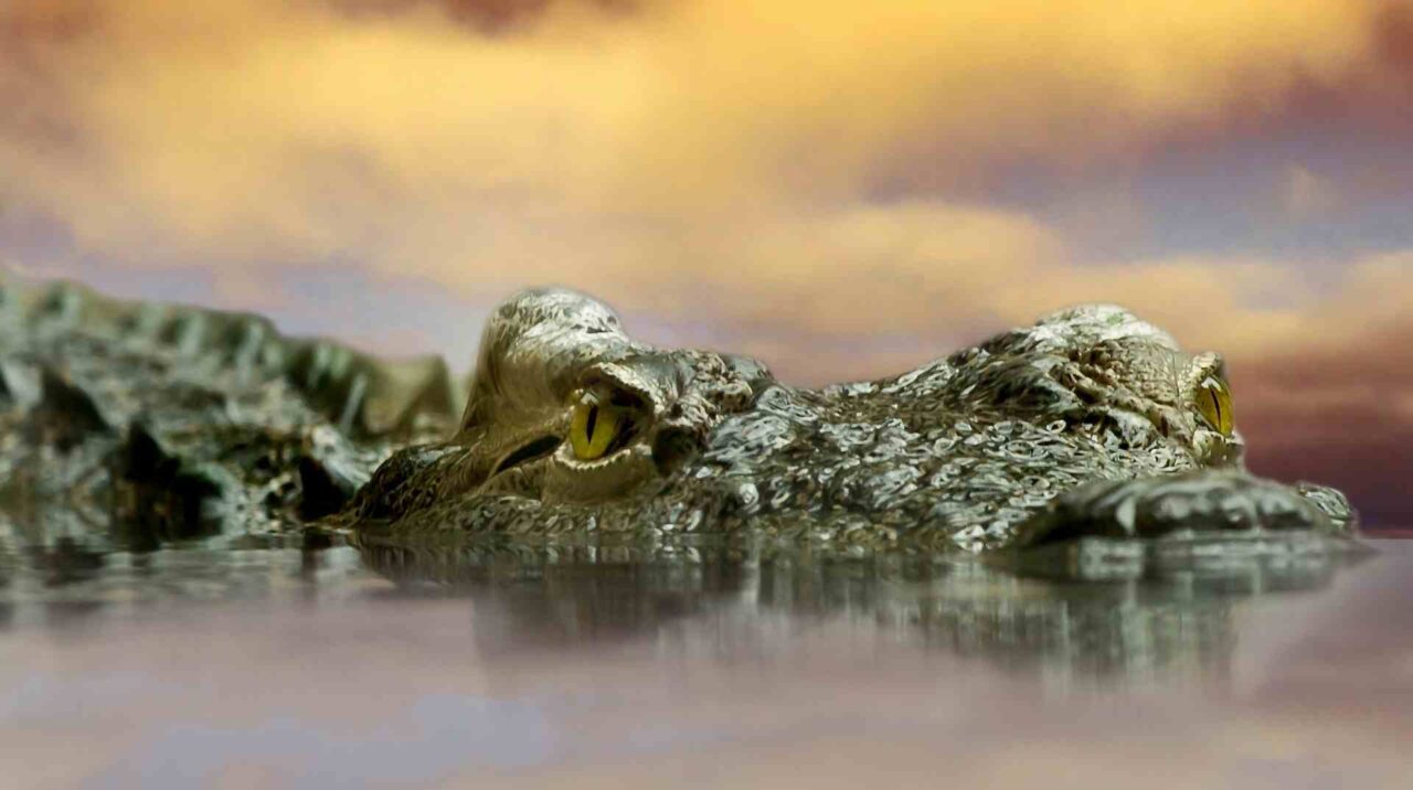 Krokodile unbeweglich im Wasser - Meister im Kraft tanken - Astrologie zum Jahresende