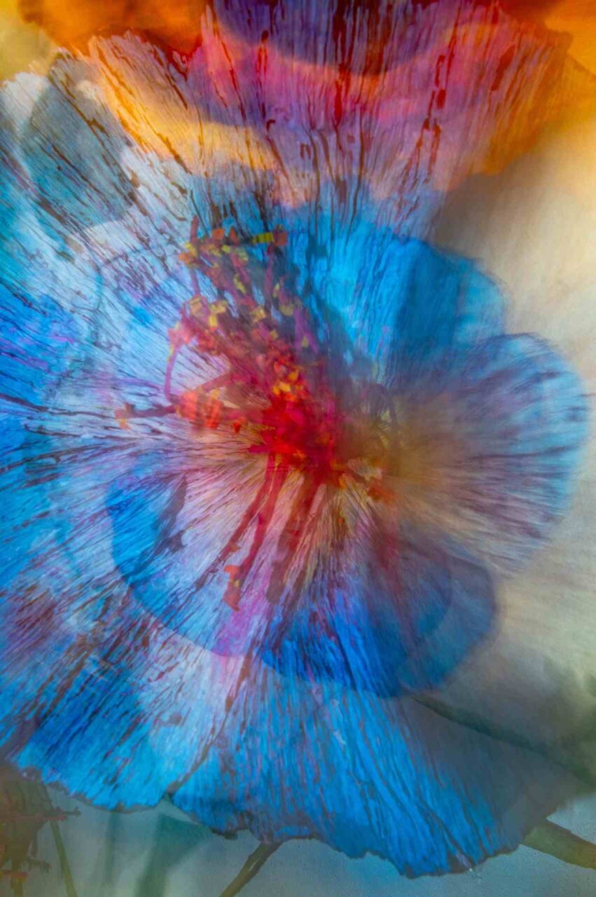 Fotos übereinandergelegt, so dass eine blaue Blüte, mit einem roten Stempel entsteht - Edith Lüthi - Painting with Camera