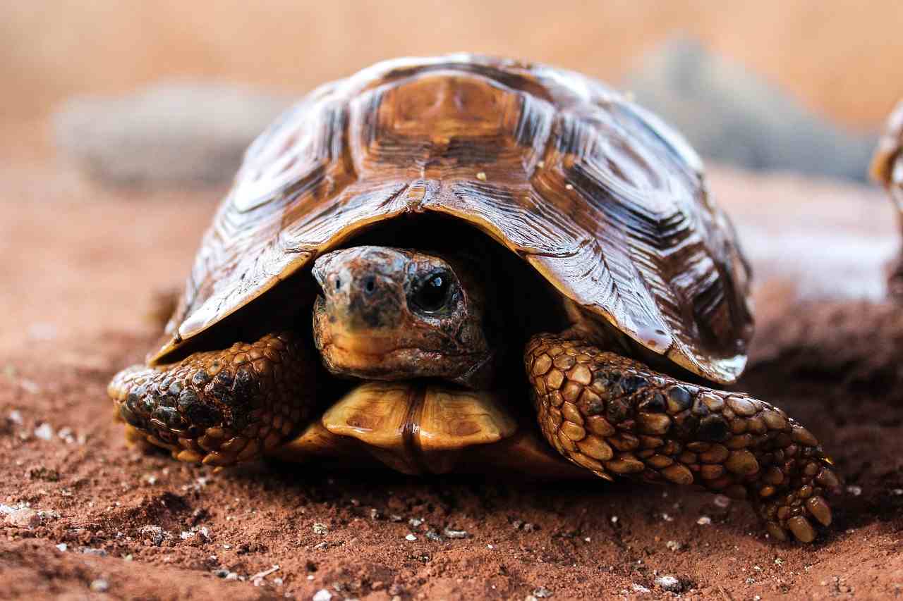Schildkröte, Kopf guckt in die Kamera - auch die Schildkröte kommt langsam zum Ziel