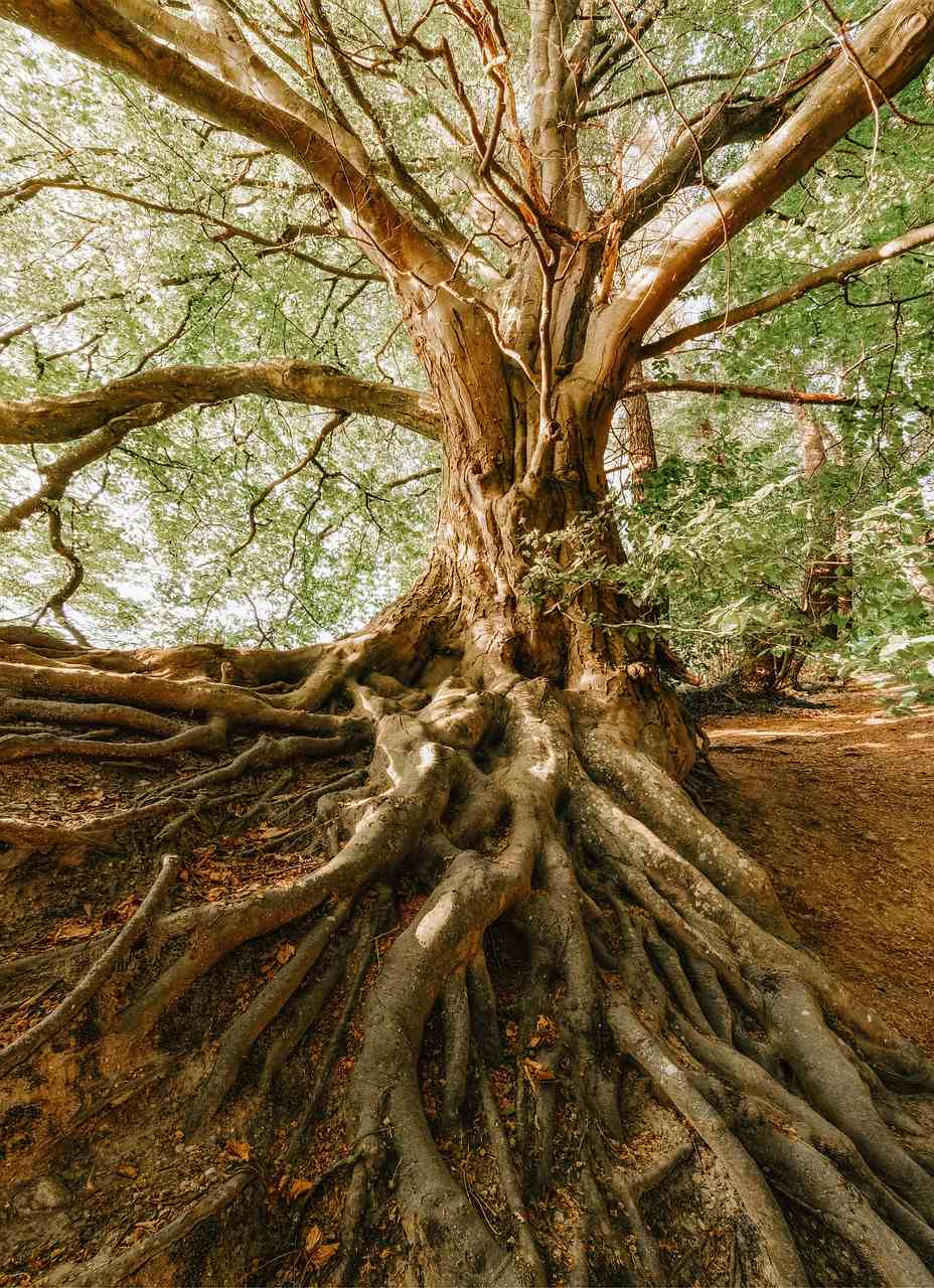 Baum mit großen Wurzeln von unten fotografiert - Jahresthemen 2024