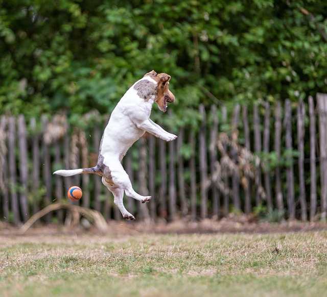 Hund springt hoch, um einen Ball zu fangen - mit Begeisterung und Einsatz dabei - Merkur in Widder 
