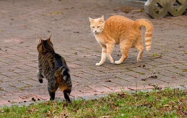 Katzen kurz vor einem Kampf - Sonnenfinsternis in Waage, Mars