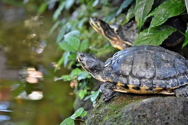 zwei Schildkröten am Wasser - Mars rückläufig, Jupiter und Pluto stationär